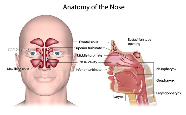 Sinusitis Pressure Relief In Jacksonville , FL - Jacksonville Acupuncture Clinic